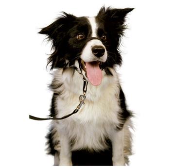 Halti Kopfhalfter headcollar Führhilfe Trainingsanleitung |  | Artikelnummer: 886284114400