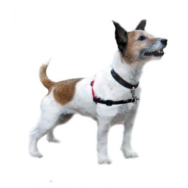Halti Harness Geschirr Hunde Brustgeschirr schwarz rot Trainingsanleitung Hundegeschirr |  | Artikelnummer: 886284131203