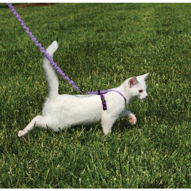 Come with me kitty Katzengarnitur Geschirr mit Leine für die Katze  | Das Original aus den USA | Artikelnummer: 759023076164