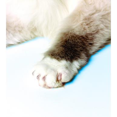 SoftClaws Krallenschutz Krallenkappen Katze Katzen Soft Claws |  | Artikelnummer: 683359732015