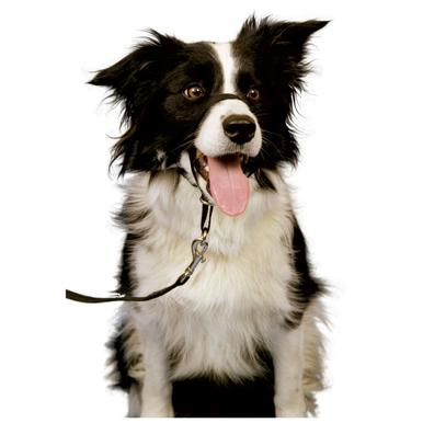 Halti Kopfhalfter Nasenpolster padded headcollar gepolstert Führhilfe Trainingsanleitung |  | Artikelnummer: 5017245142209