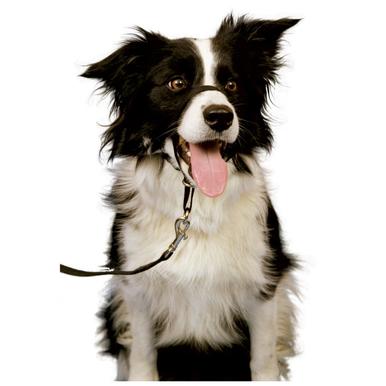 Halti Kopfhalfter headcollar Führhilfe Trainingsanleitung |  | Artikelnummer: 886284114400
