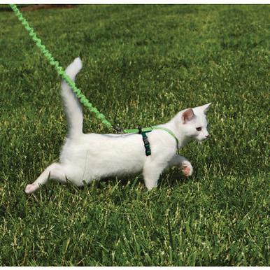 Come with me kitty Katzengarnitur Geschirr mit Leine für die Katze  | Das Original aus den USA | Artikelnummer: 759023076096
