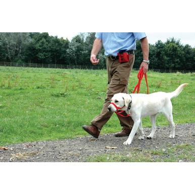 Halti Kopfhalfter headcollar Führhilfe Trainingsanleitung |  | Artikelnummer: 886284114202