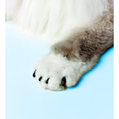 SoftClaws Krallenschutz Krallenkappen Katze Katzen Soft Claws |  | Artikelnummer: 683359733029