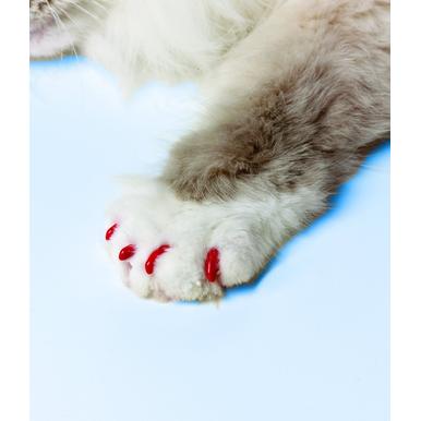SoftClaws Krallenschutz Krallenkappen Katze Katzen Soft Claws |  | Artikelnummer: 683359734040