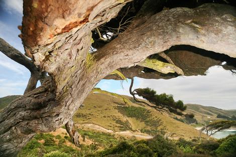 Wingsuit Tree, 2006   | Edition 20 | Artikelnummer: AWA_18-60x90PAG