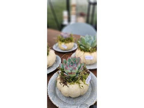Baby Boo Kürbis mit Sukkulente – herbstliche Deko mit Charme | Artikelnummer: 1517-5487-5248