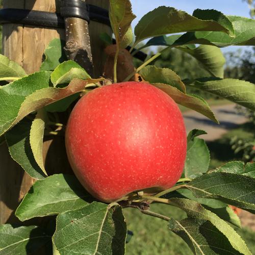 Delbarestivale Apfel 2.2KG