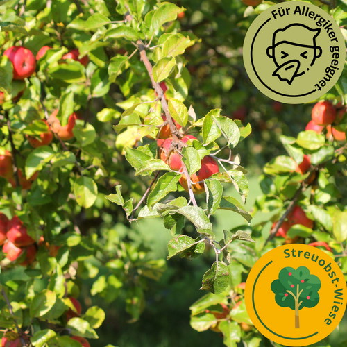 Streuobst Celler Dickstiel