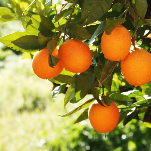 Orangen Bio 