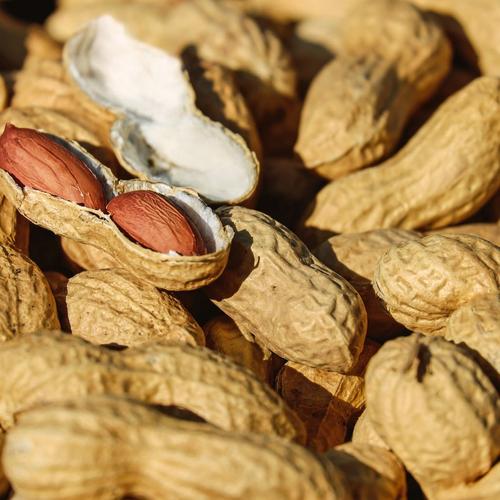 Blauer Elefant Erdnuss