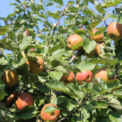 Boskoop Apfel 