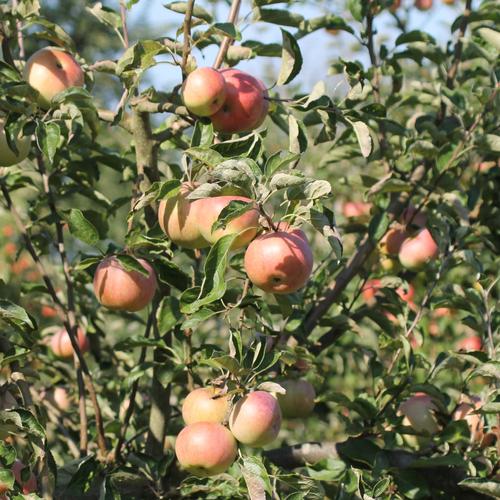 Streuobstwiese Alte Sorten