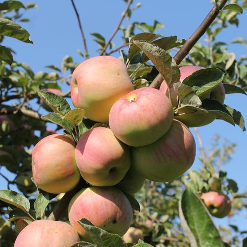 Streuobstwiese Ontario 