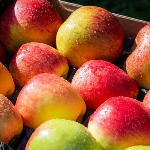 Altländer Äpfel Probierpaket 