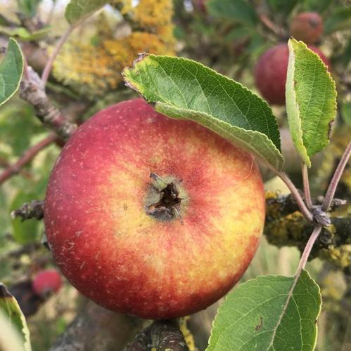 Alte Bio-Apfelsorte