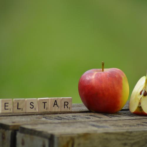 Elstar Apfel