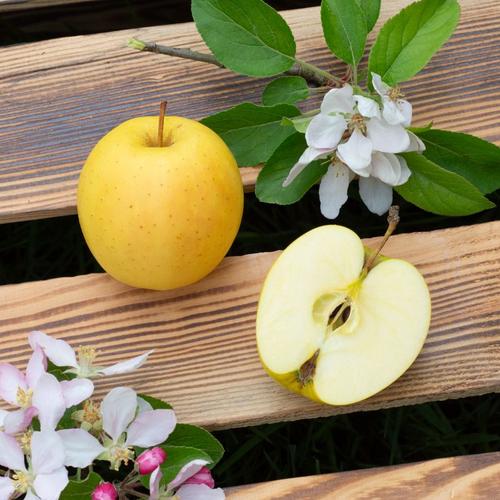 Apfel golden delicious 