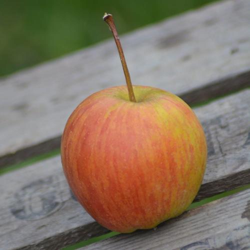 Rubinette Allergiker Apfel 