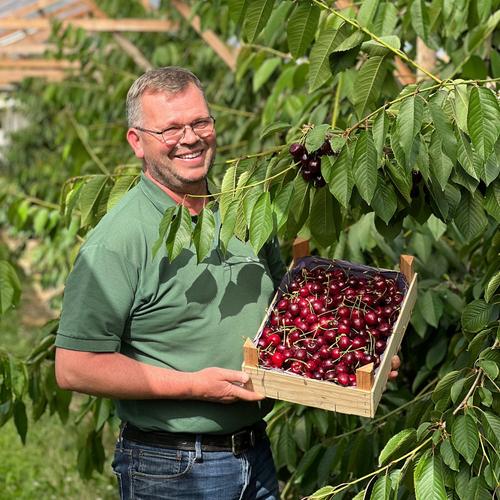 Altländer Knubber Kirschen