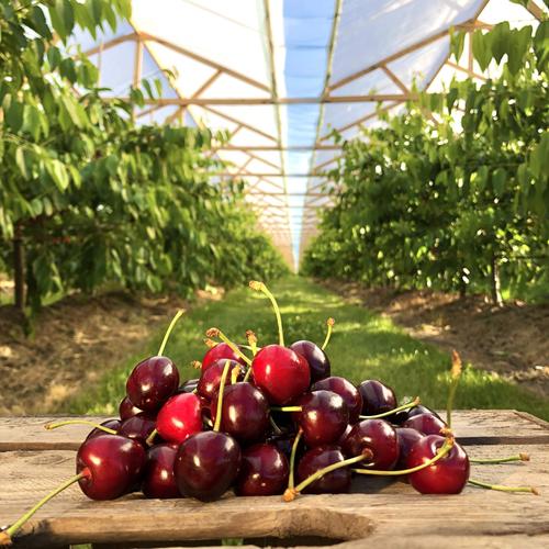 Altländer Dachkirschen Knupper