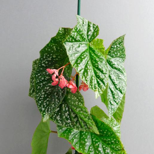 Zimmerpflanzen kaufen - The Botanical Room