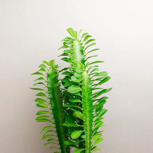 Best plant shop Berlin - The Botanical Room