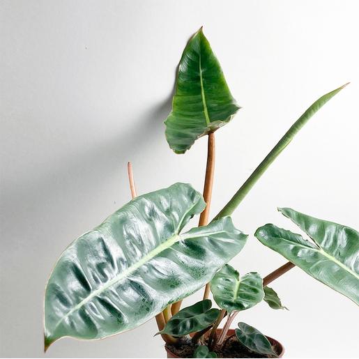 Best Plant Shop Berlin - The Botanical Room