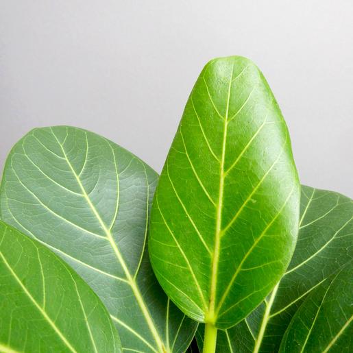 Ficus benghalensis