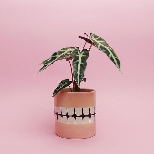 Denture Pot - S