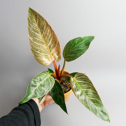 Philodendron Pink Bikini kaufen - The Botanical Room