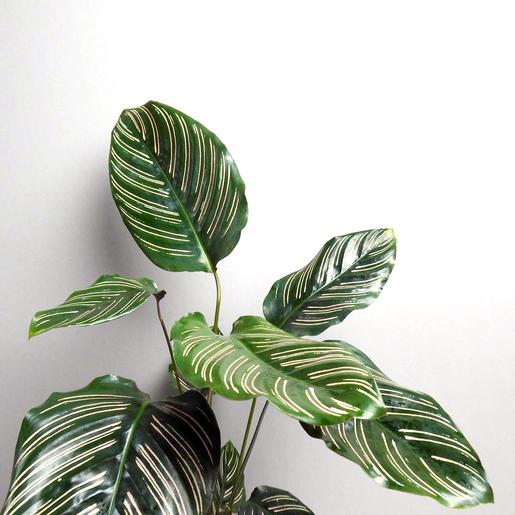 Calathea ornata kaufen - The Botanical Room