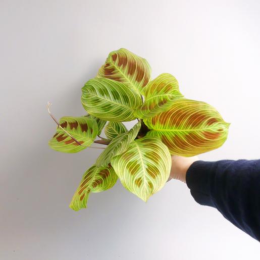 Pflanzen kaufen: Maranta light veins | The Botanical Room