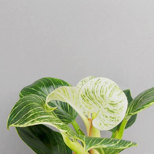 Philodendron Birkin kaufen - The Botanical Room