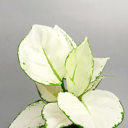 Pflanzen, Aglaonema kaufen - The Botanical Room