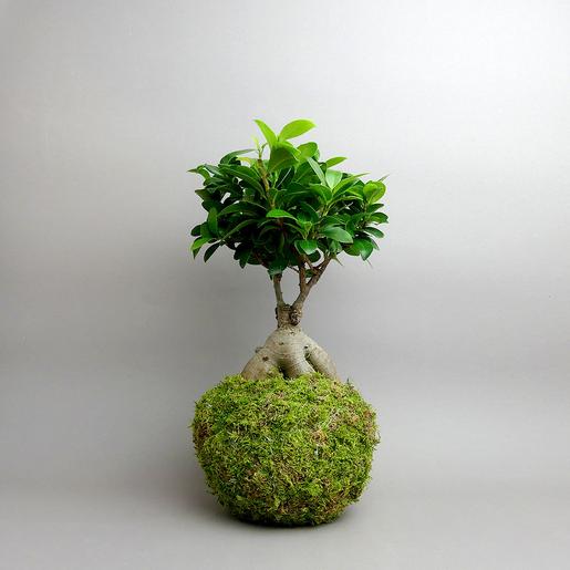 Kokedama Ficus ginseng