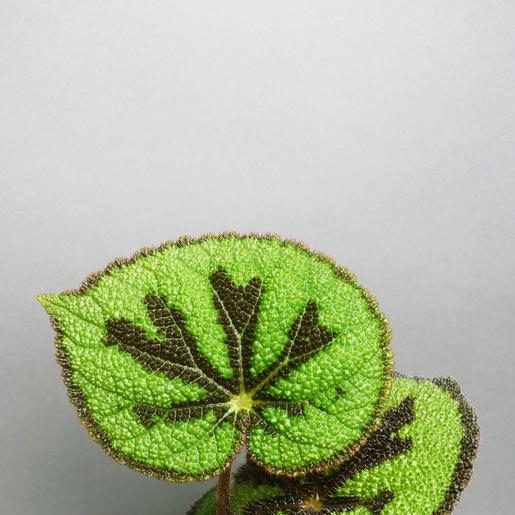 Begonia masoniana kaufen - The Botanical Room