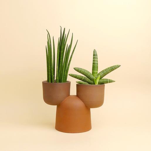 Cactopot 2