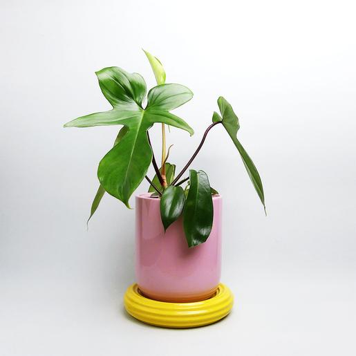 Best Plant Shop Berlin - The Botanical Room