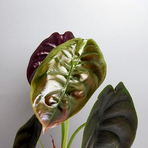 Plant Shop Berlin - The Botanical Room