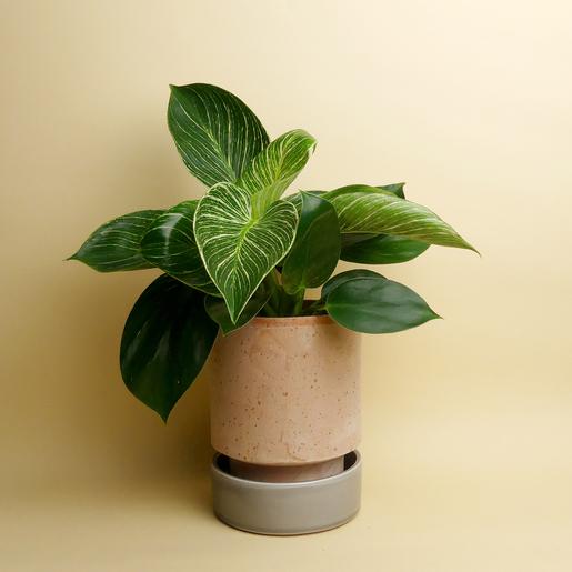 Hoff Pot Set - Größe M