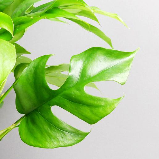 Grünpflanze, Raphidophora tetrasperma kaufen - The Botanical Room