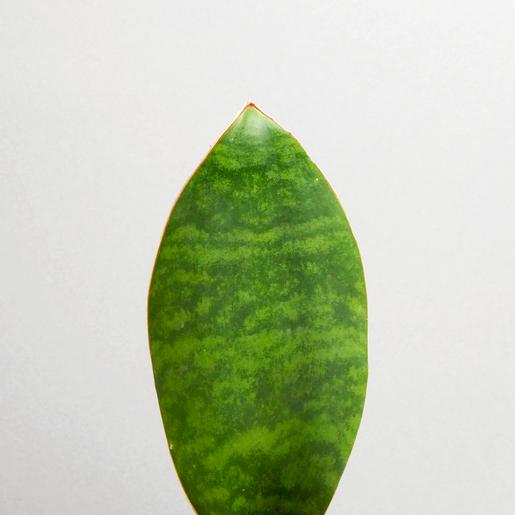 Sansevieria masoniana - Mini