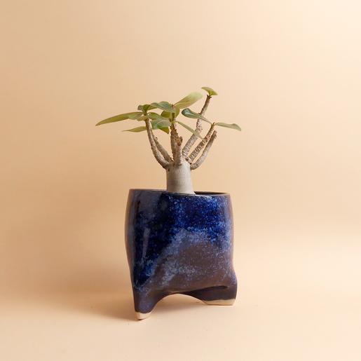 Planter from Caution Fragile Ceramics - The Botanical Room