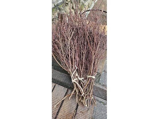 Myrica Gale Zweige | Artikelnummer: 1472-6120-4404