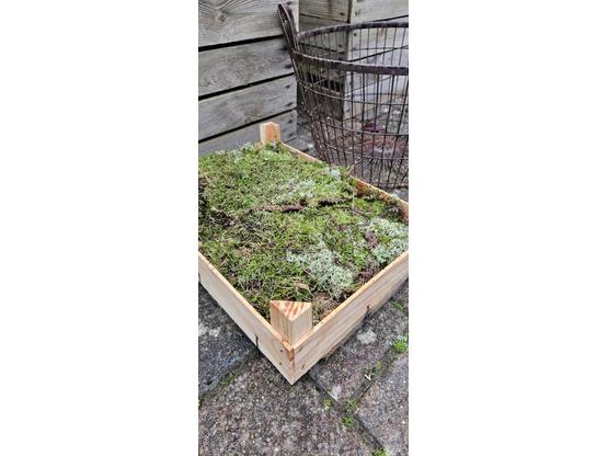 Frisches Moos 4 Schichten in Holzkiste | Artikelnummer: 0752-5445-2641