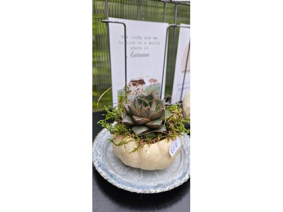 Baby Boo Kürbis mit Sukkulente – herbstliche Deko mit Charme | Artikelnummer: 1517-5487-5248