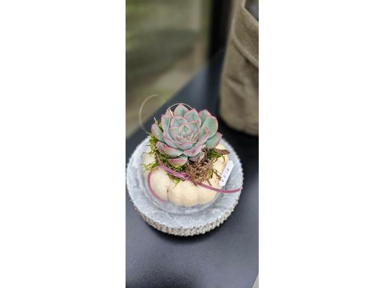 Baby Boo Kürbis mit Sukkulente – herbstliche Deko mit Charme | Artikelnummer: 1517-5487-5248