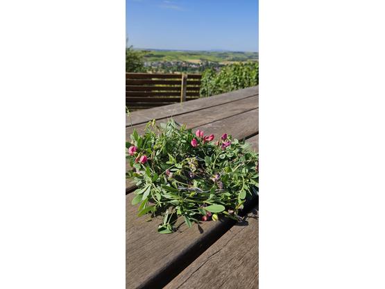 Genusswanderung & Sommerwiesenkranz binden 16.08.2025  | Artikelnummer: 7650-0823-1548